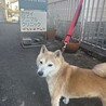 小柄な柴犬くん サムネイル4