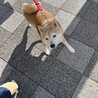 小柄な柴犬くん サムネイル6