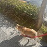 小柄な柴犬くん サムネイル7