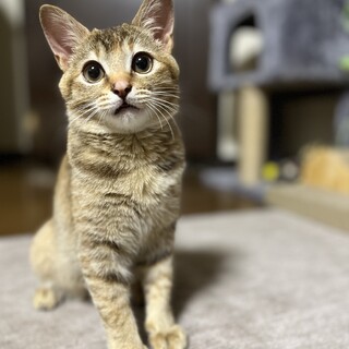 アビシニアン似女の子里親様募集中