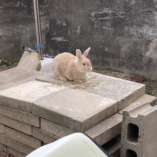 大人しいミニうさぎ