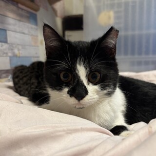 おてんばガールのシャンティ