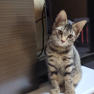 ちょっとシャイなところがまたかわいいブリ君