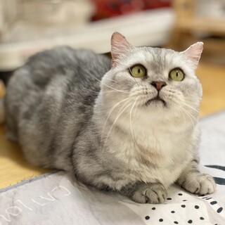 マンチカンのトトロくん