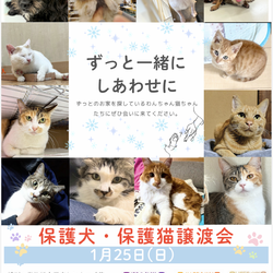 保護犬　猫の譲渡会 サムネイル1