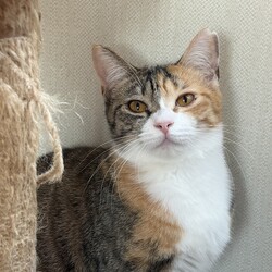 保護犬　猫の譲渡会 サムネイル3