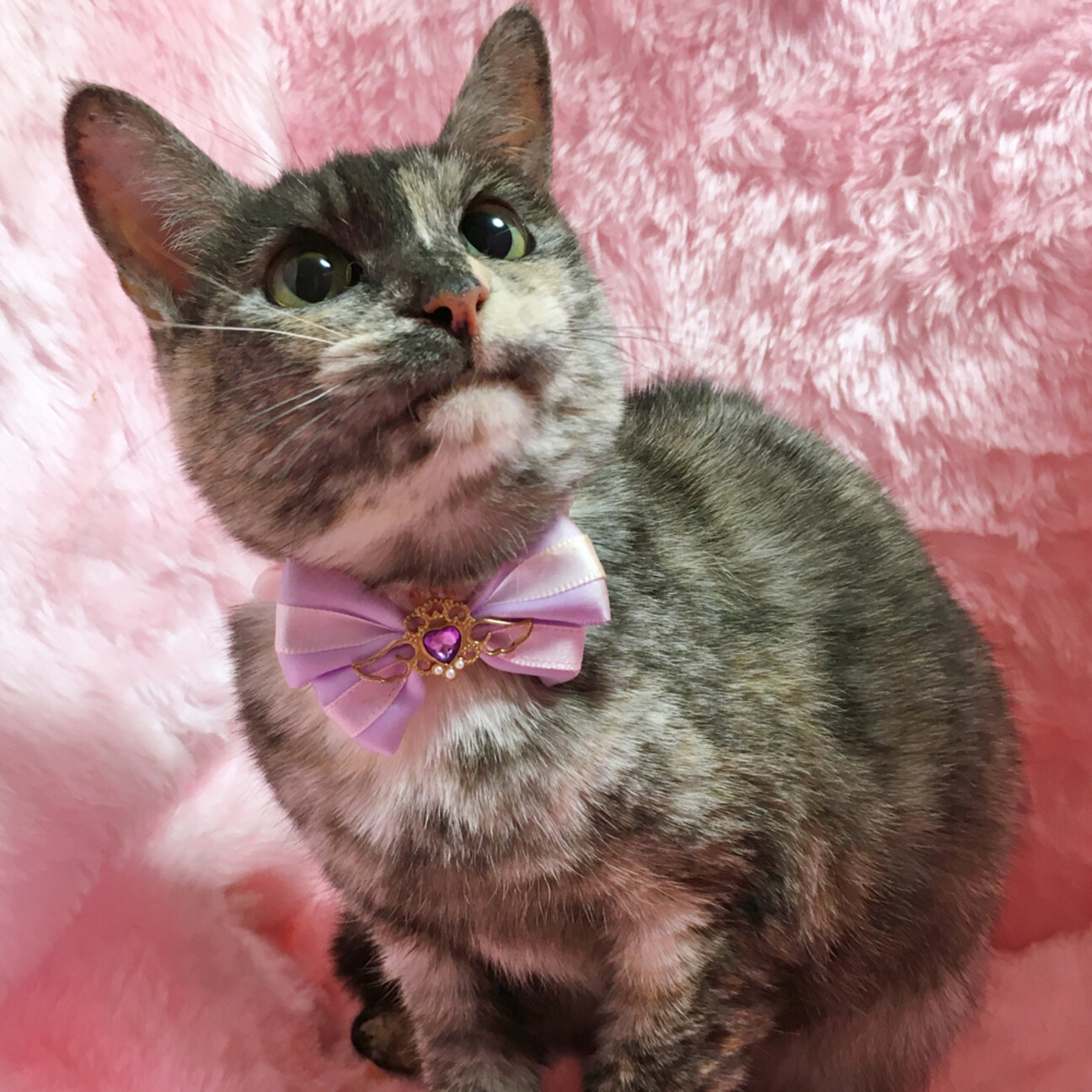 パステルカラーのサビ猫『モカちゃん』２歳 サムネイル1