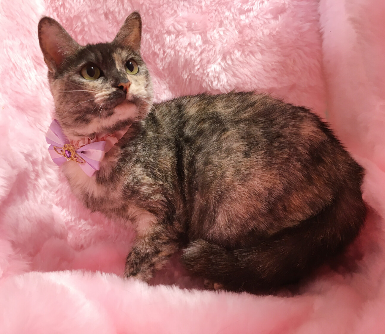 パステルカラーのサビ猫『モカちゃん』２歳 サムネイル2