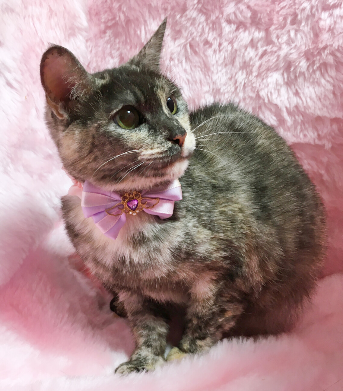 パステルカラーのサビ猫『モカちゃん』２歳 サムネイル3