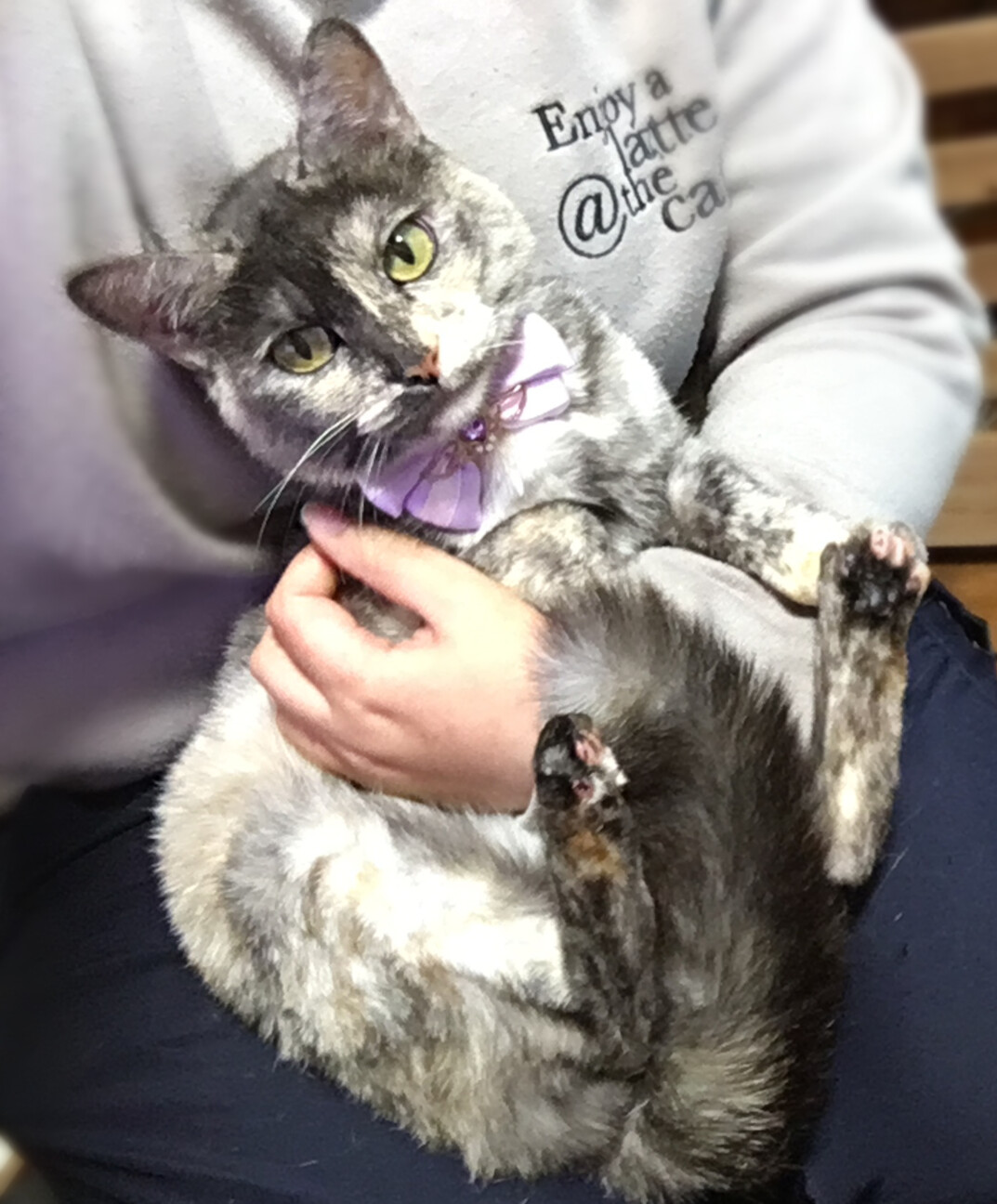 パステルカラーのサビ猫『モカちゃん』２歳 サムネイル4