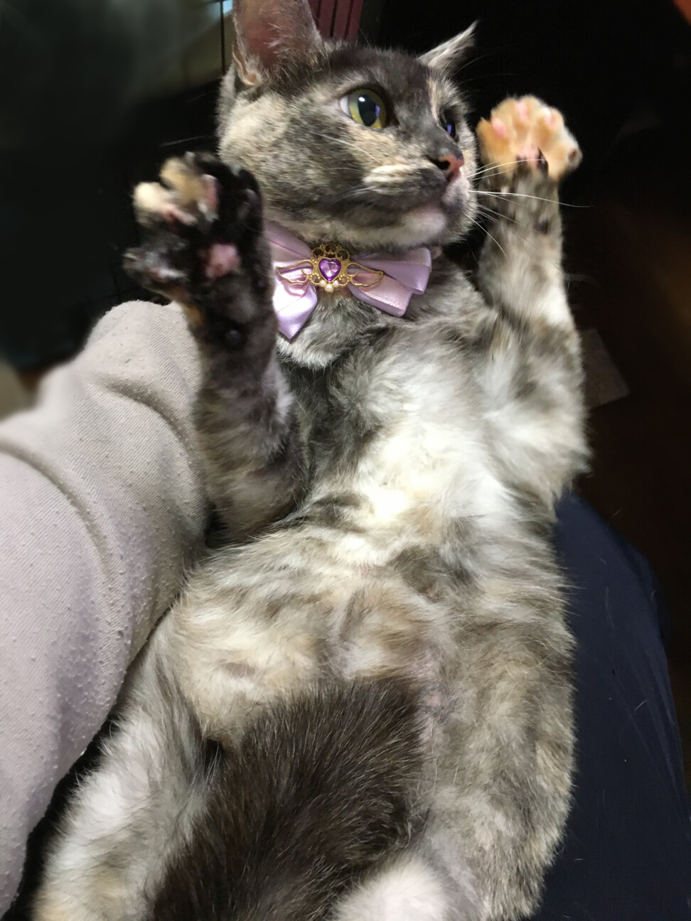 パステルカラーのサビ猫『モカちゃん』２歳 サムネイル5