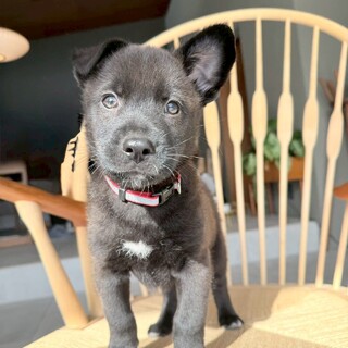 パワフルBOYの【さわら君】