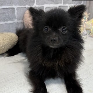 あまえぼうのあそぶのだいすきっこです