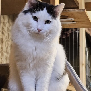 白黒長毛の優しい男の子