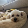 ふわふわわんこさん