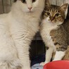 白黒長毛の優しい男の子 サムネイル4