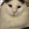 白黒長毛の優しい男の子 サムネイル5