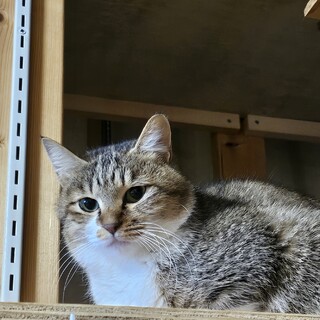 子猫のような小柄美人な女の子