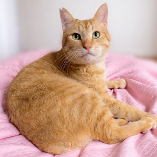 ���Ȃ�Ȃ�I���݂����ɐl�Ȃ������w�|���|���x�R��