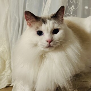 真っ白猫のマリーちゃん 3ヶ月半