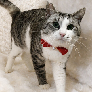 おっとり癒し系♪サバ白の美男子『雪丸くん』２歳