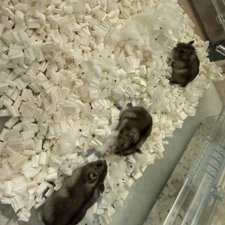 ジャンガリアンハムスター(アグーチカラー)