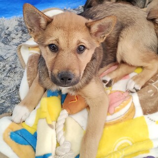 約3ヶ月の男の子【カラマツ】