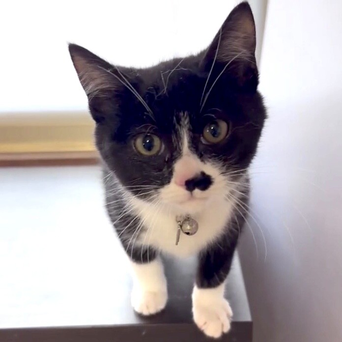 人懐こくて甘えん坊でお膝が大好きお茶目なコロ君 サムネイル2