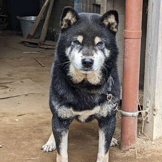 ぼっちになってしまった黒柴