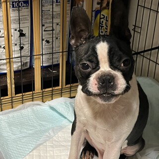 元気で甘えん坊なボストンテリアの男の子