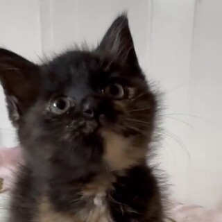 サビ模様・賢くて懐こくて甘え子のルウ姫