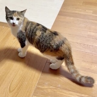 懐こくて甘え子で賢こい三毛のライン姫