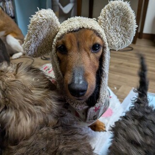 おっとりなダックスの女の子