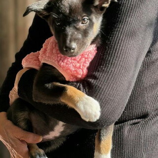 人が大好き飼いやすいメス子犬