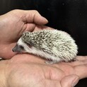 ハリネズミ里親募集
