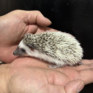 ハリネズミ里親募集