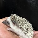 ハリネズミの里親募集