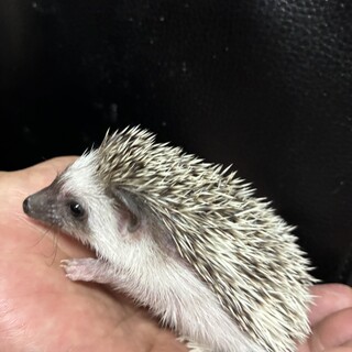 ハリネズミの里親募集