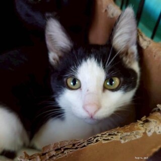 人馴れ抜群　美少女はるちゃん