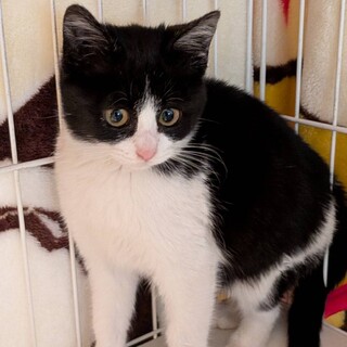 縁起の良いハチワレ りん」茨城県 - 猫の里親募集(534892