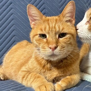 人馴れ抜群！なでなで大好き★寅吉くん