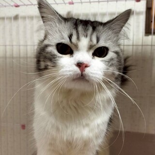 人馴れ〇ふわふわの美猫くん★あんこくん