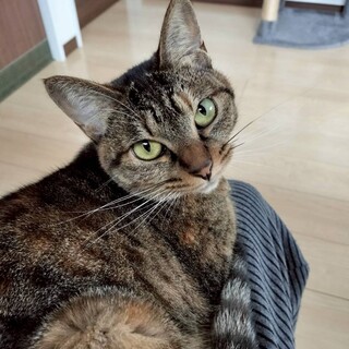 活発で可愛らしい女の子❤︎リボンちゃん