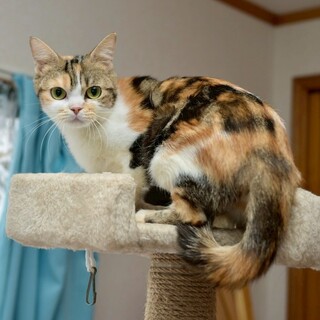 【アメショMIX】ごはん大好き♡ひびきちゃん