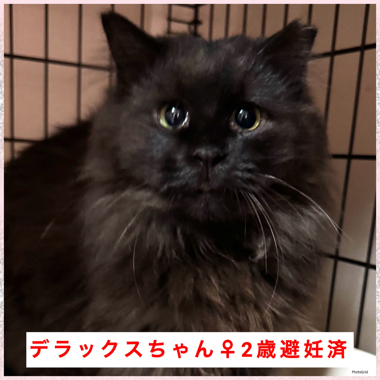 長毛黒猫★人慣れからチャレンジしてみたい方希望 サムネイル4