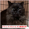 長毛黒猫★人慣れからチャレンジしてみたい方希望 サムネイル4