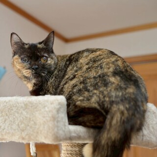 【マンチカンMIX】キャンドルテール♡リンちゃん