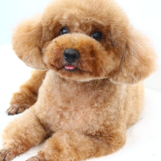 トイプードル♀(６歳)スターちゃん