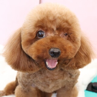 トイプードル♀(4歳)ミ」栃木県 - 犬の里親募集(534899) :: ペット