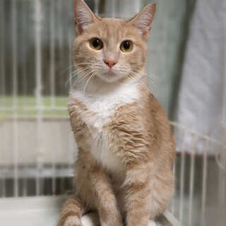 �~���N�e�B�[�̔��L�w���e�����x6�J��